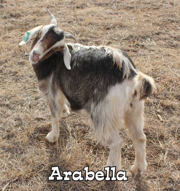 Picture of Arabella the goat