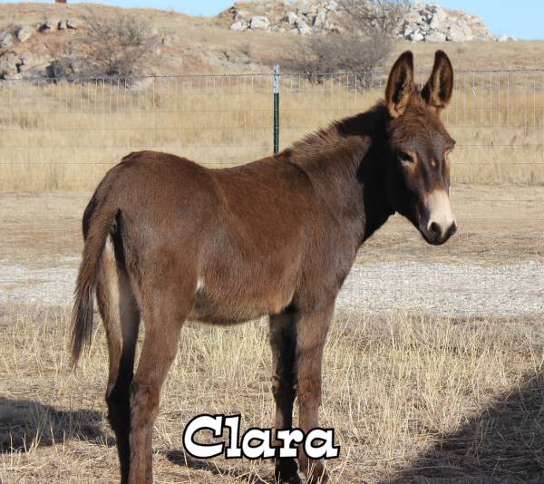 Picture of Clara the donkey