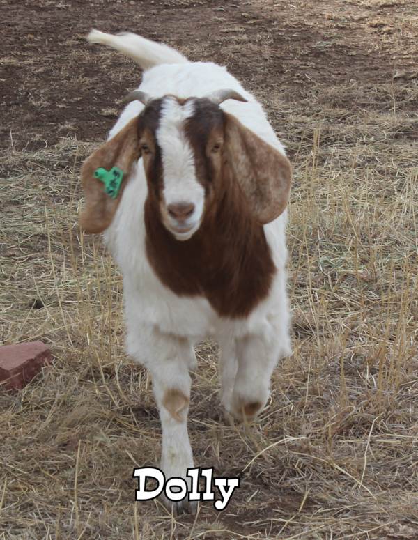 Picture of Dolly the goat