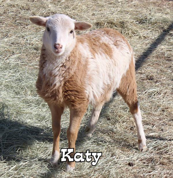 Picture of Katy the ewe