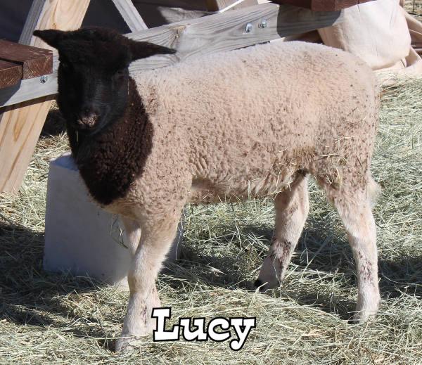 Picture of Lucy the ewe