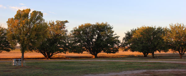 Picture of park trees to the west.