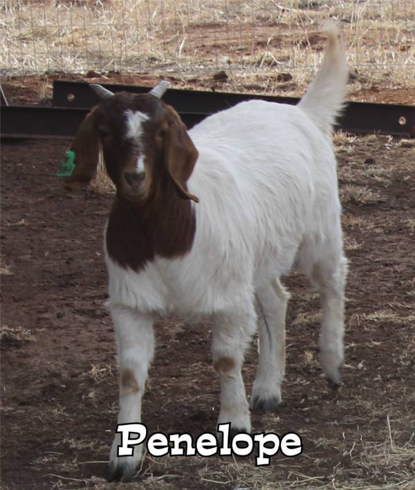 Picture of Penelope the goat